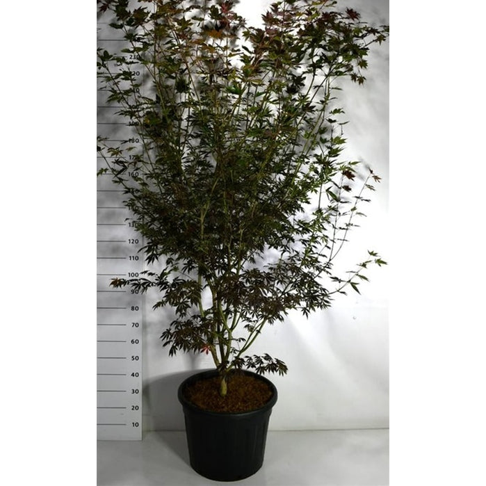 Japansk lönn – Acer palmatum 'Trompenburg' - C70 200-225 cm.